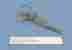 09-0121 Desmarres Chalazion Forceps Lorenz German