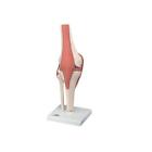 12-4515 Fabrication Enterprises Anatomical Model Functional Knee Joint Deluxe 714905060044