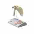 12-4519 Fabrication Enterprises Anatomical Model Mini Shoulder Joint With Cross Section Of Bone On Base 4053083001491
