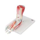 12-4524 Fabrication Enterprises Anatomical Model Foot Skeleton With Removable 4053083003402