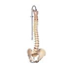 12-4529 Fabrication Enterprises Anatomical Model Flexible Spine Classic With 714905060051