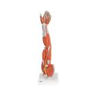 12-4556 Fabrication Enterprises Anatomical Model Regular Muscular Arm 714905076977