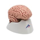 12-4562 Fabrication Enterprises Anatomical Model Classic Brain