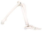 12-4586l Fabrication Enterprises Anatomical Model Loose Bones Leg Skeleton Left Wire