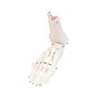 12-4587r Fabrication Enterprises Anatomical Model Loose Bones Leg Skeleton With Hip