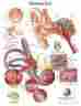 12-4606l Fabrication Enterprises Anatomical Chart Ear Laminated