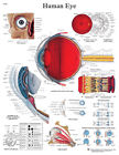 12-4607l Fabrication Enterprises Anatomical Chart Eye Laminated 4053083005697