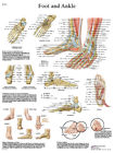 12-4608p Fabrication Enterprises Anatomical Chart Foot Ankle Paper