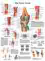 12-4611p Fabrication Enterprises Anatomical Chart Knee Joint Paper