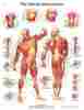 12-4614p Fabrication Enterprises Anatomical Chart Musculature Paper 4053083006373