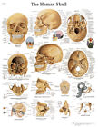 12-4621p Fabrication Enterprises Anatomical Chart Human Skull Paper 4053083006410