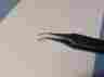 2908 Storz Ophthalmogy Micro Forceps Reference Et Great Condition Qty 1