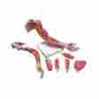 12-4558 6-part Fabrication Enterprises Anatomical Model Deluxe Muscular Arm