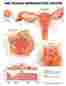 9652pl Wolters Kluwer Health Female Reproductive Chart Mpn 638632521091