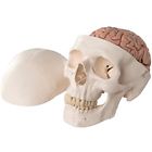 A20-9 A209 Scientific Plastic Classic Human Skull Model With Part Brain
