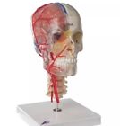 A283 Scientific Bonelike Human Skull Model