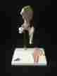 A84 1 Mini Joint With Cross Section 3b Scientific Hip Anatomical Model A 84