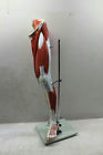 Am0277as Eisco Muscular Human Leg Model