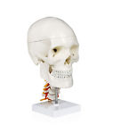 B10238 Walter Products Human Skull 753070020194