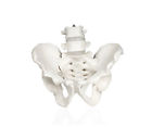 B10270 Walter Products Male Pelvis 753070014322