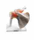 Bixa1016 Fristaden Lab Life-sized Anatomically Accurate Shoulder Model 611138386067