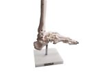 Bixa1018 Fristaden Lab Life-sized Flexible 611138386081