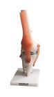 Bixa1019 Fristaden Lab Anatomical Life-sized 611138386043
