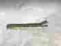 Bl-3160 Bl3160 Bausch Lomb Storz Stellaris System I A Handle For Changeable Tips