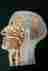 Bs6-1 Bs6 1 Somso Vintage Median Section Of The Head Anatomical Model Sagittal