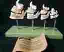 Es14 Somso Development Of A Set Teeth Dental Anatomical Model