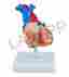 Labapp-558 Lab-558 Labapp Human Anatomical Heart Model 2 Parts