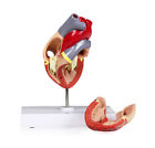 Vac405-an Vision Scientific Life Size 600649651870