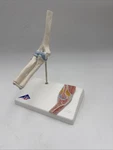 3B Scientific Anatomical Model A87/1 Mini Human Elbow Joint Anatomy. Fixed Price $34.95.