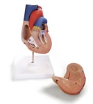 Vision Scientific VAC405-AN Life-size Human Heart 2 Parts. Fixed Price $31.82.