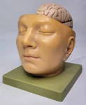 Vintage Somso Anatomical BS5 Head Base & Brain Model - Germany Incomplete. Fixed Price $250.00.