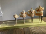 Somso ES14 Dental Development Model In Very Good Condition. Fixed Price $400.00.