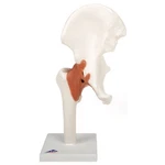 3B Scientific Functional Hip Joint Model W/ Ligaments & Marked Cartilage A81/1. Fixed Price $79.95.