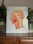Vintage Somso Human Head Median Section Educational Model Anatomy Medical. Fixed Price $354.41.