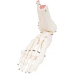 Fabrication 3B Anatomical Model - Loose Bones Foot Skeleton With Ankle Right. Fixed Price $146.19.