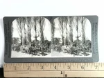 Ox Teams And Drivers In Rural Chile Stereoview Keystone Co. 1900S. Fixed Price $24.99.