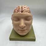 Somso Anatomical Head Base With Brain Model 9 Part. Fixed Price $695.00.
