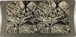 Keystone, Stereo, Dominica, Eccentric Growth Of Cocoa Pods Vintage Card,. Fixed Price $57.13.