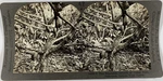 Keystone, Stereo, Dominica, Eccentric Growth Of Cocoa Pods Vintage Card,. Fixed Price $57.13.