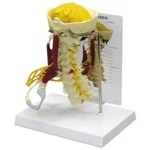 Cervical Vertebrae Muscled Anatomical Model Gpi Lfa #1720 See Video Make Offer!. Fixed Price $247.10.