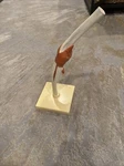 3B Scientific Functional Elbow Joint Model With Ligaments Anatomical Anatomy Vtg. Fixed Price $49.50.